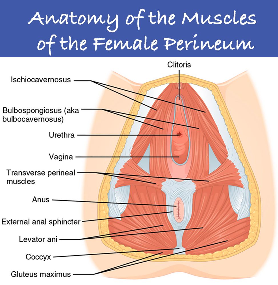 Anatomy-Muscles/anatomy-muscles-female-perineum.jpg