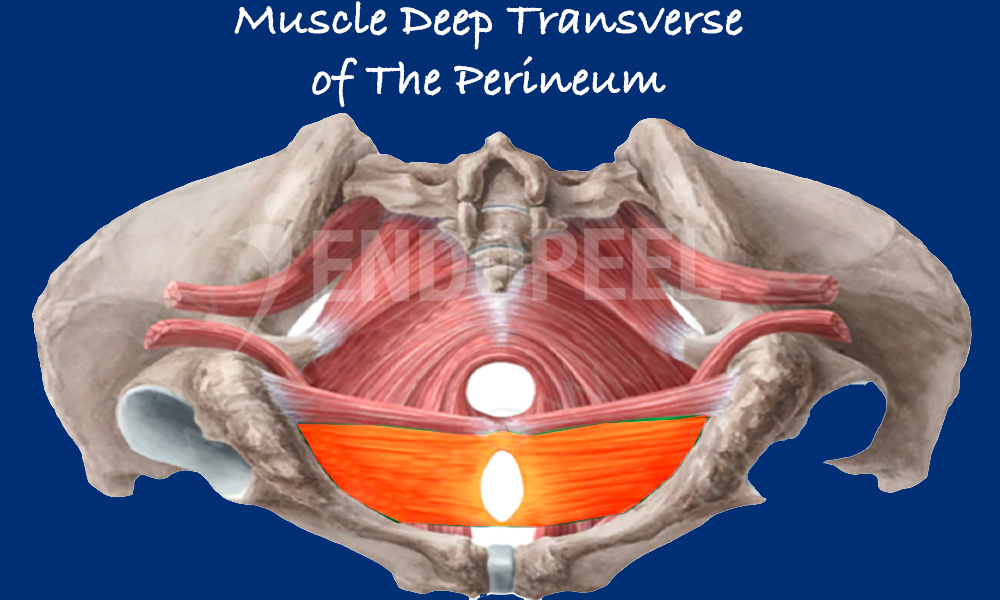 deep-transverse-perineum.jpg