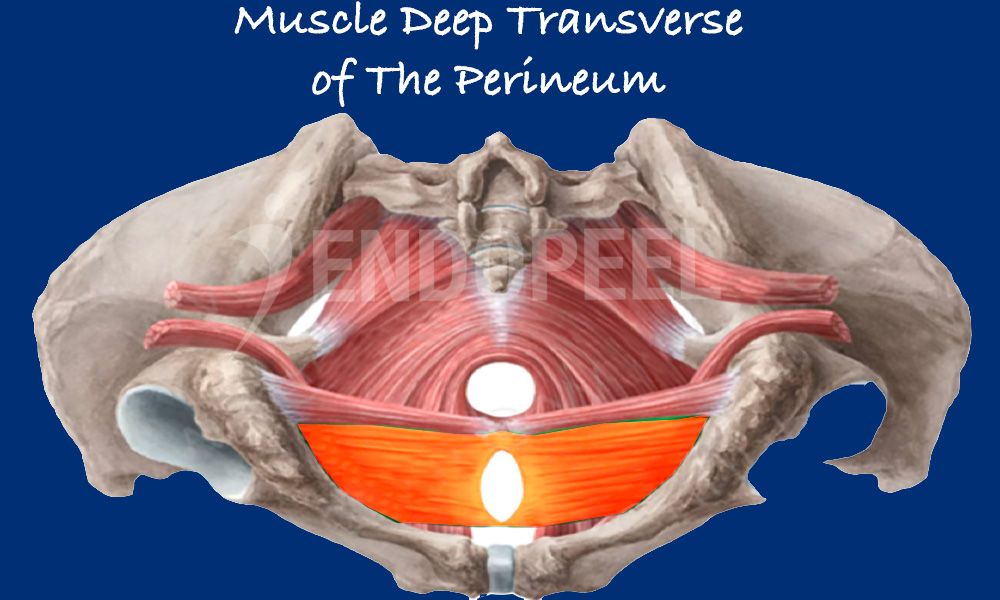 deep-transverse-perineum.jpg