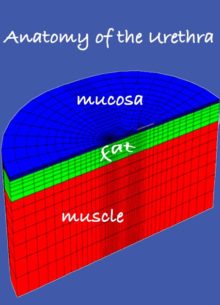 Urethra Anatomy
